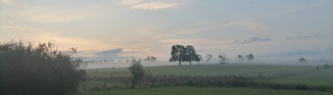 Morgennebel