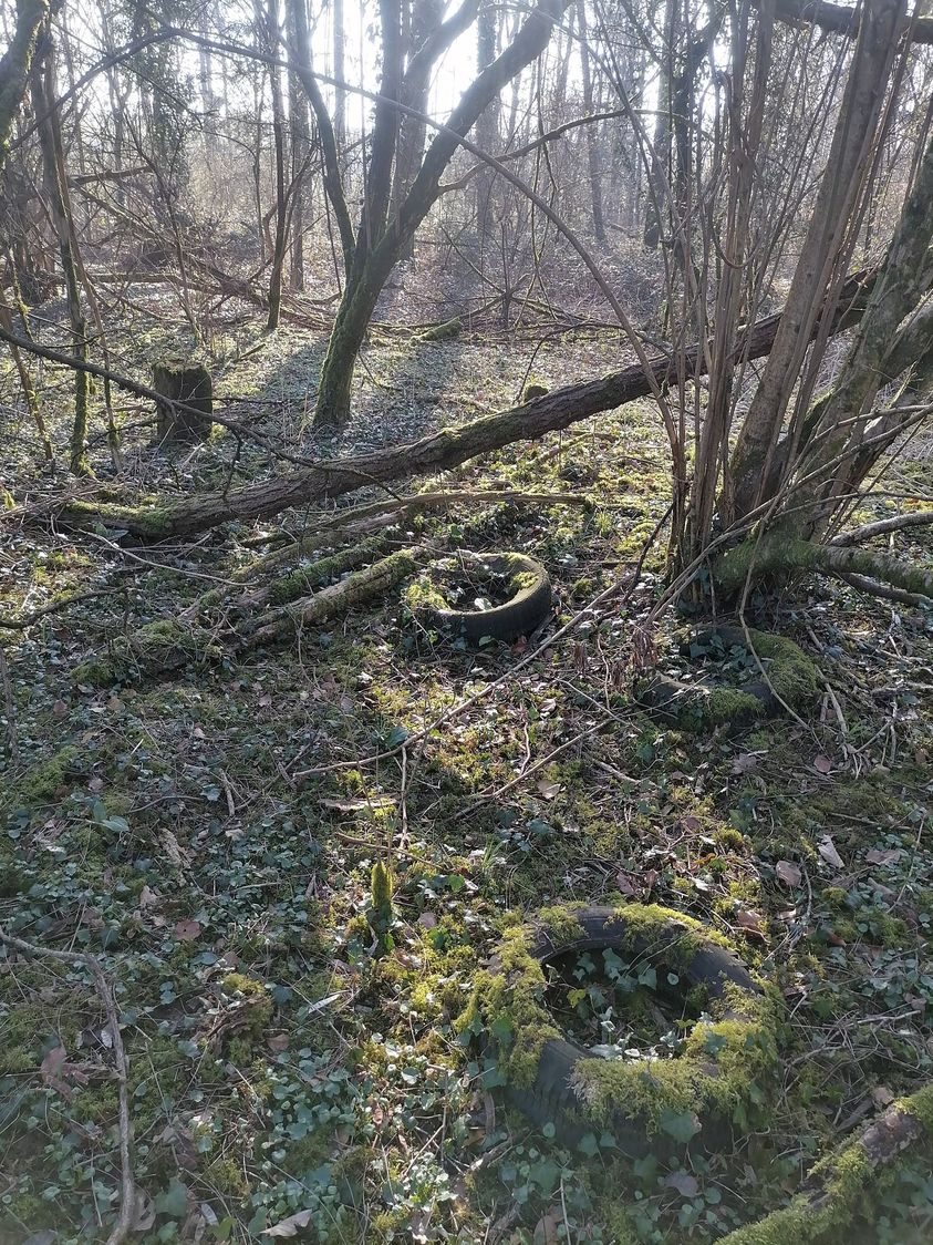 Fundstücke im Wald