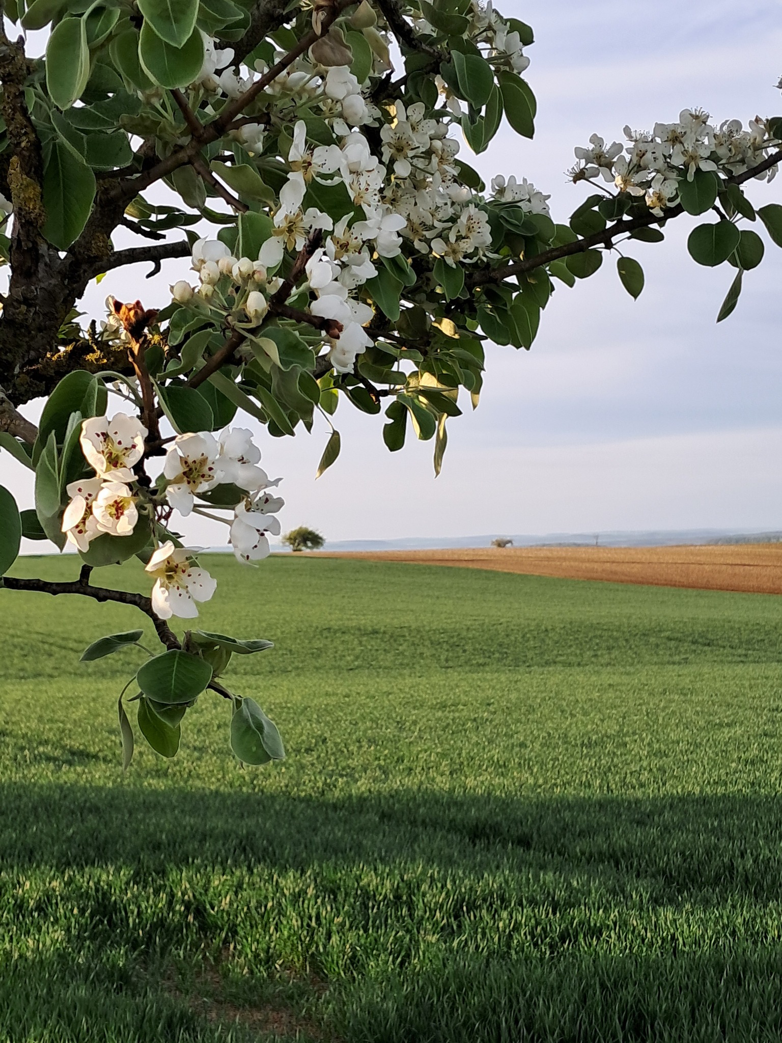 Äpfel und Birnenblüten auf dem Gau.