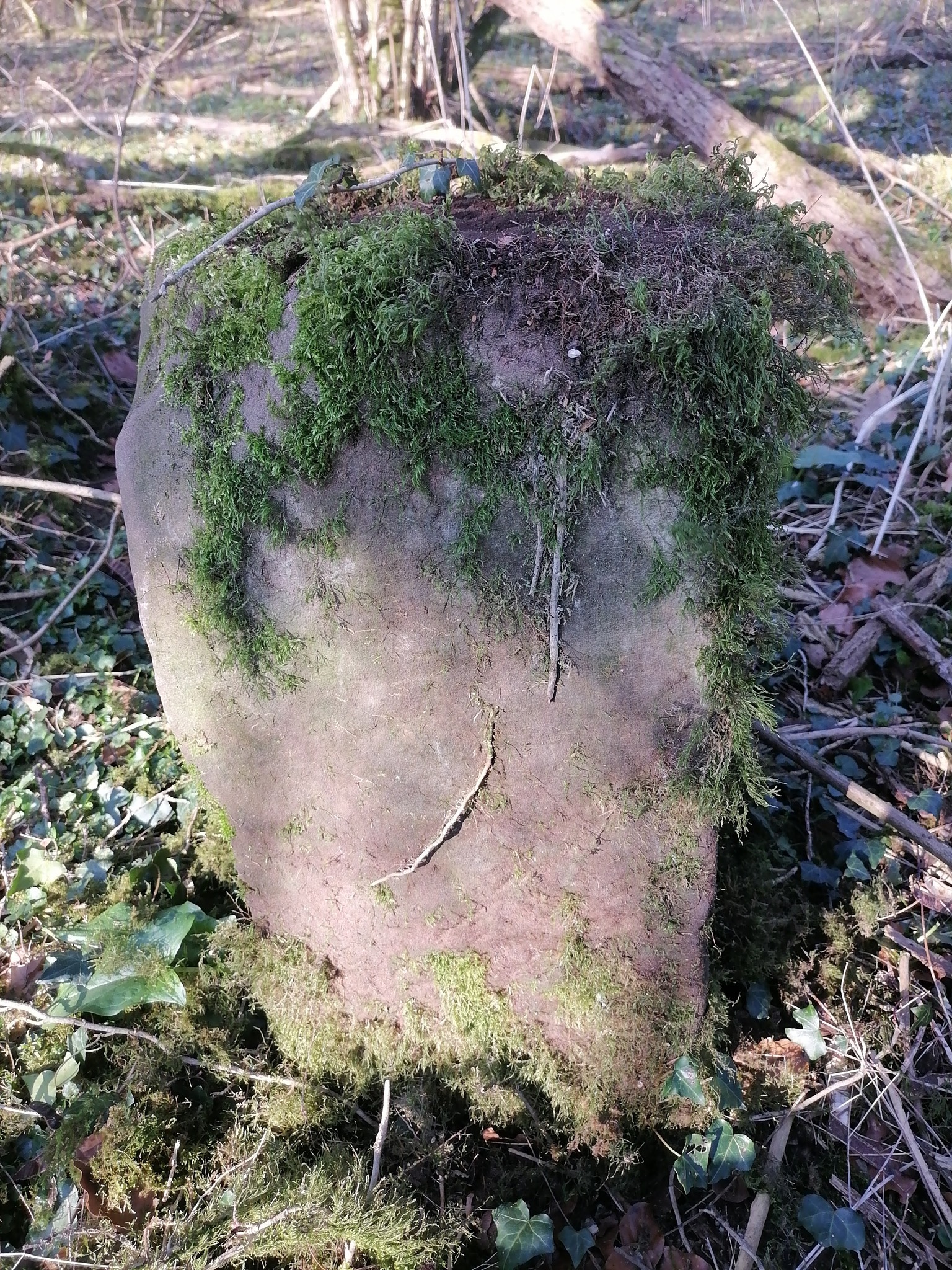 Waldgrenzen Biringer Wald