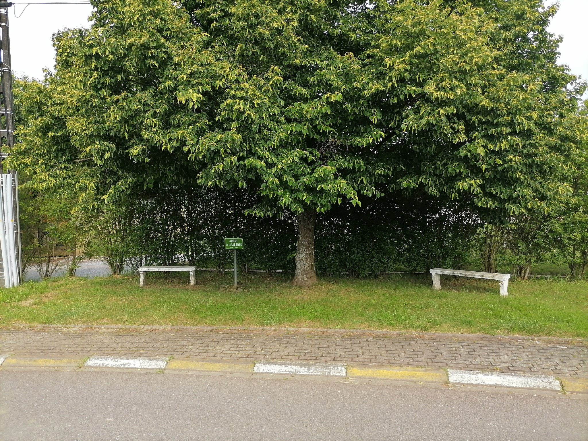Freiheitsbaum – Arbre de la Liberte