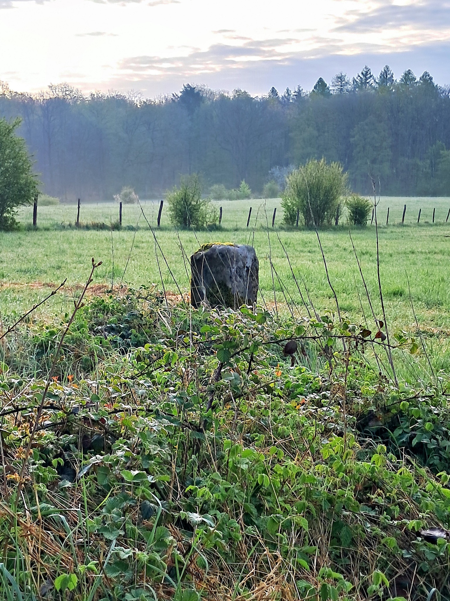 Grenze Biringen Waldwieser Wald.
